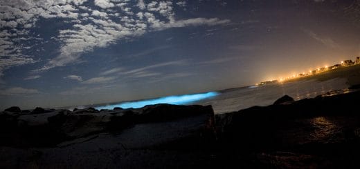 Plancton marin luminecent © catalano82 via Wikimedia Commons
