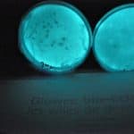 Culture de bactéries bioluminescentes © Glowee