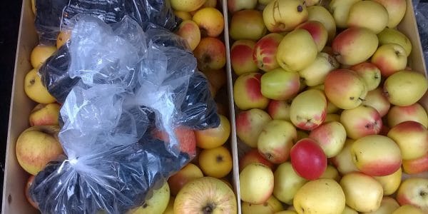 Pommes et pruneaux à transformer © Le Bocal Local
