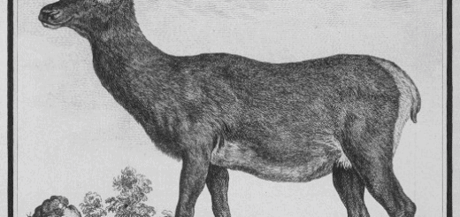 Cervus elaphus corsicanus