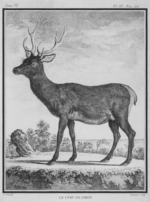 Cervus elaphus corsicanus