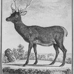 Gravure d'un cerf élaphe Corse.