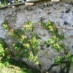 Murs à pêches à Montreuil - France Auteur: P.Charpiat - 2006