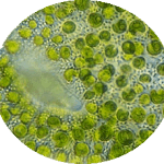 Par VladiDamian via Wikimedia Commons