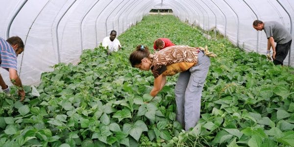 Travail sous serre au Jardin de Couzeix dans le Limousin © Christophe Goussard
