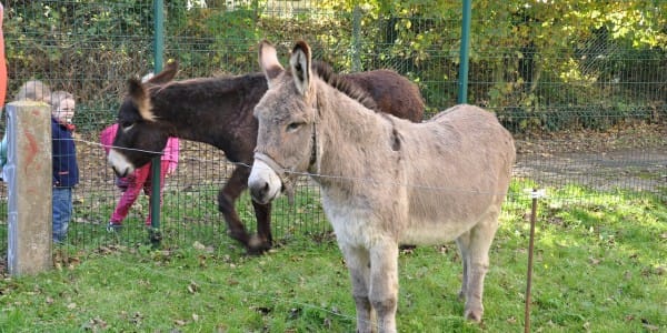 Deux ânes de l'association © ÖKOTOP 2015 Deux ânes de l'association © ÖKOTOP 2015