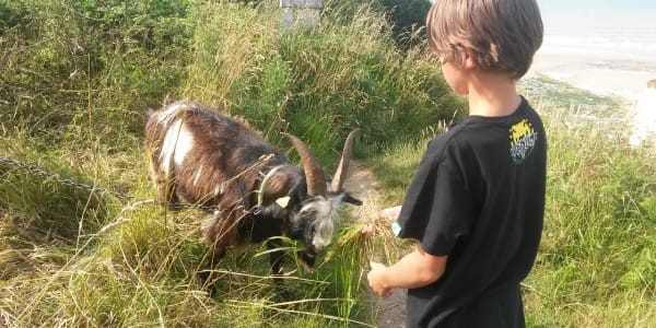 Les chèvres peuvent s'adapter à de nombreux types de terrain © ÖKOTOP 2015 Les chèvres peuvent s'adapter à de nombreux types de terrain © ÖKOTOP 2015