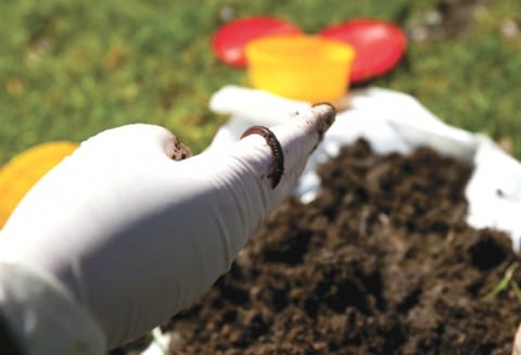 Ver de terre © OPAL