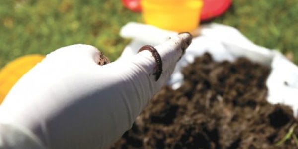 Ver de terre © OPAL Ver de terre © OPAL