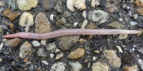 Ver de terre Ver de terre