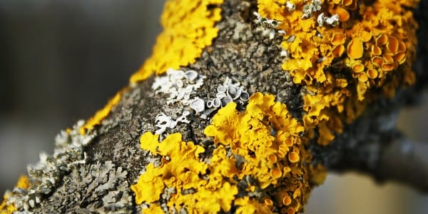 Lichens