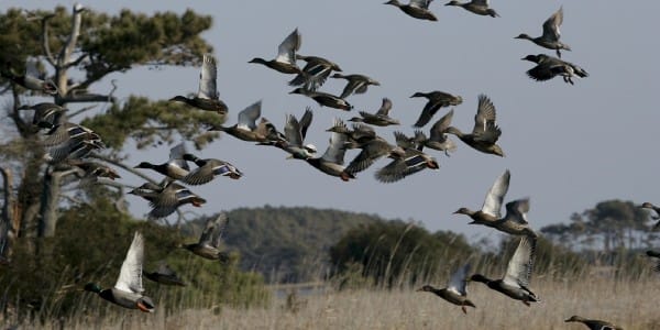 Envol de Canards Colvert