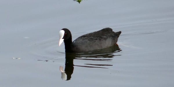 Foulque Macroule