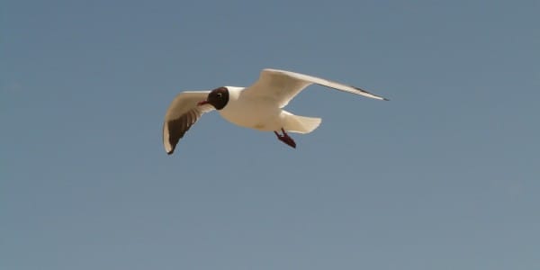 Mouette mélanocéphale