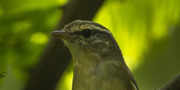 Pouillot de Schwarz © Francesco Veronesi via Wikimedia Commons