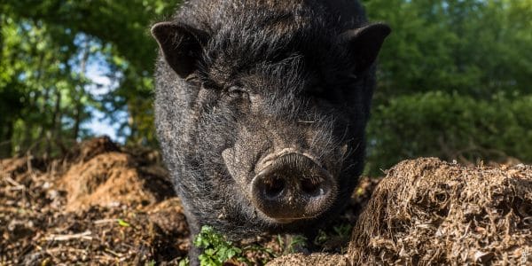 Les animaux retrouvent une place de choix © Clément Osé