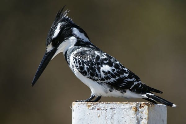 Martin-pêcheur pie © Hans Hillewaert , via Wikimedia Commons