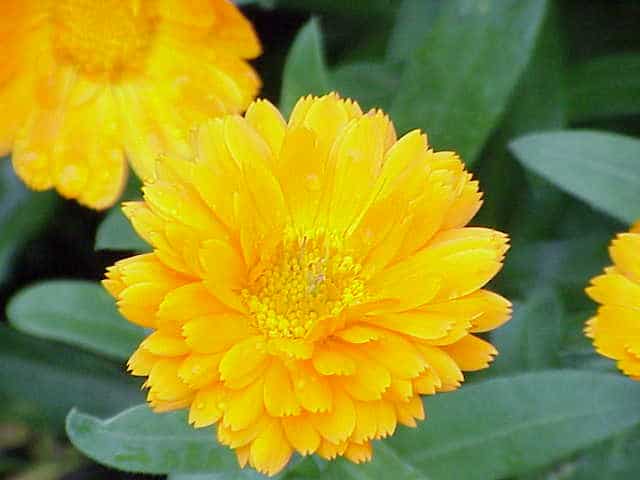 Calendula ou soucis