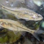 An Oregon chub swims at Finley National Wildlife Refuge in Corvallis, Oregon. Photo by Rick Swart, Oregon Department of Fish and Wildlife.