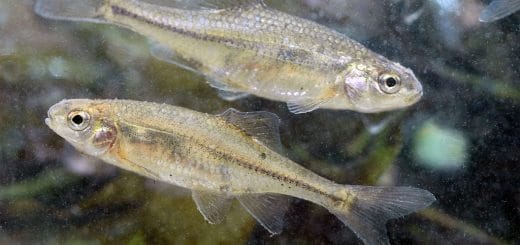 An Oregon chub swims at Finley National Wildlife Refuge in Corvallis, Oregon. Photo by Rick Swart, Oregon Department of Fish and Wildlife.