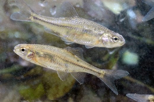 An Oregon chub swims at Finley National Wildlife Refuge in Corvallis, Oregon. Photo by Rick Swart, Oregon Department of Fish and Wildlife.