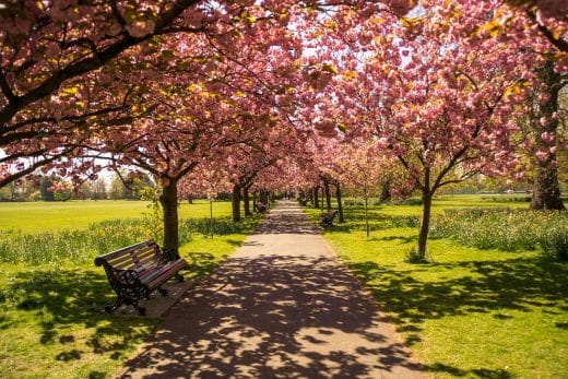 OPAL-england-park