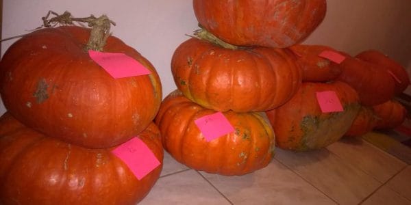 Des citrouilles ont trouvées preneur © Le Bocal Local