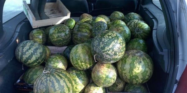 Des melons d'eau © Le Bocal Local