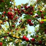 lebocallocal_verger_1280-opt