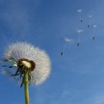 cocagne-dandelion-463928_1280-opt